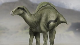 'Sail-Backed' Dinosaur 