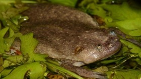 Clawed Frog 