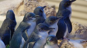 Little Penguins 