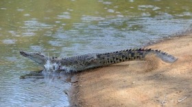 Australian Saltwater Crocodile 