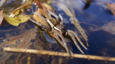 Raft Spider 