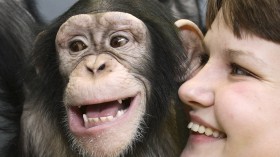 Chimpanzee and human