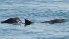 Vaquita