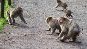 Japanese Macaques 