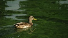 Harmful Algal Bloom 