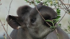 Tapir 