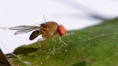 Fruit Fly 