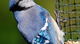 Blue Jay 