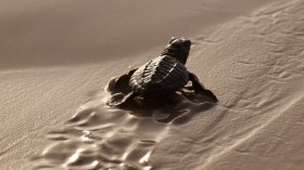 Kemp's Ridley Sea Turtle 