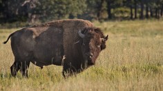 Bison 