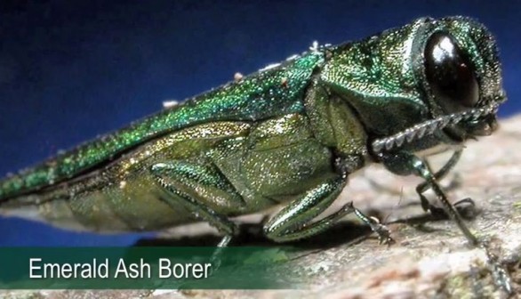 Emerald ash borer 