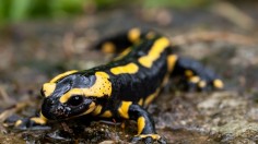 Fire Salamander 