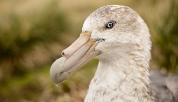 Southern Giant Petrel