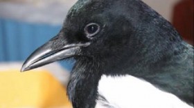 Black billed Magpie 