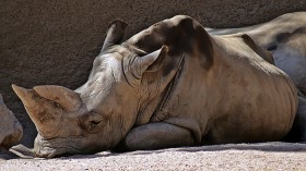 White Rhino 