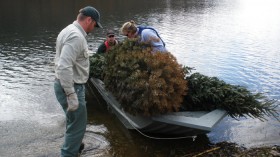 Recycled Christmas Trees 