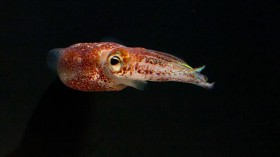 Bobtail Squid 