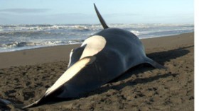 Beached Killer Whale 