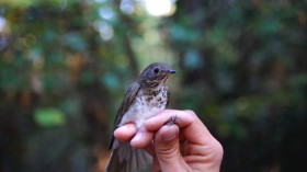 Bicknell's Thrush