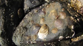 Slipper Limpets 