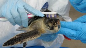 Sea Turtle Rehabilitation 
