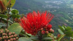 'ohia lehua