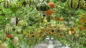 An example of well grown pumpkin and gourd vines trellises