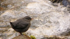 American Dipper 