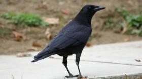 A crow (in North America)