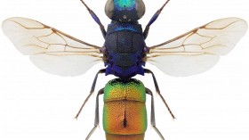 Chrysis borealis Cuckoo Wasp 