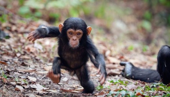 A photo of a baby chimp. 