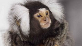 Marmoset