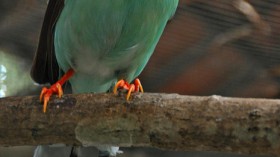 Javan Green Magpie 