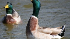 Anas platyrhynchos (Mallard) male in Meijō Park