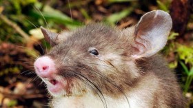 Hog-Nosed Rat 