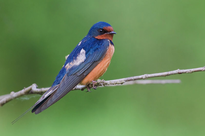 Barn Swallow Winter Migration Revealed New Tracking Techniques