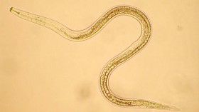 Nematode 