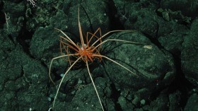 Giant Sea Spiders 