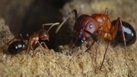 Carpenter Ants 