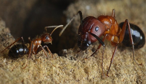 Carpenter Ants 