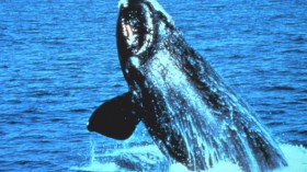 North Atlantic right whale