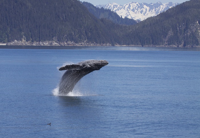 Humpback Whales Make Slow Migration To Hawaii This Season : News