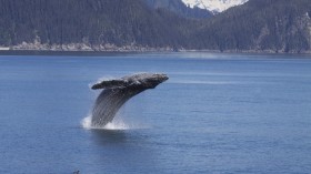 Humpback Whale 