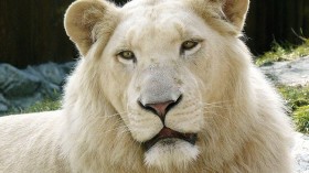 A recessive gene gives white lions their unusual color.