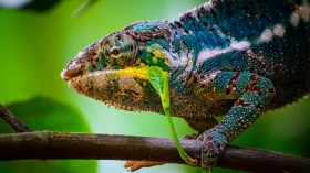 Chameleon 