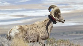 Bighorn sheep