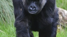 Ape 