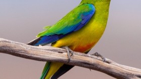 Orange-Bellied Parrot 