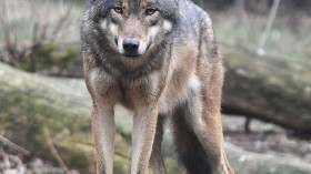 Grey Wolf 