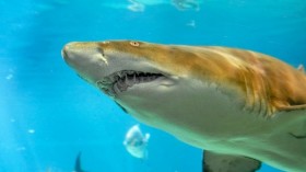 Sand Tiger Shark 